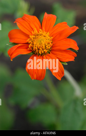 Nahaufnahme einer roten mexikanischen Sonnenblume Compositae Tithonia rotundifolia in Mexiko. Schöne orangene Blume mit gelber Mitte auf grünem Hintergrund. Stockfoto