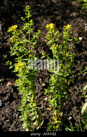 Kleinen gelben Blüten der gezähnten s Johanniskraut Guttiferae Hypericum Maculatum Crantz Europa Asien Stockfoto