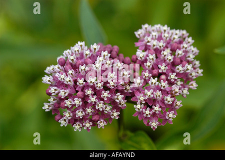 Sumpfmilchweed (Asclepias incarnata) blüht in Nordamerika. Nahaufnahme der violetten Asclepiadaceae-Blüten in einem natürlichen Garten im Freien. Stockfoto