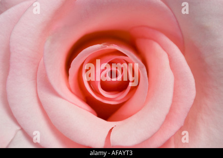Nahaufnahme einer zarten weißen rosa Rose, Rosa Flamingo, mit zarten spiralförmigen Blütenblättern und eleganter floraler Textur. Familie der Rosaceae. Stockfoto
