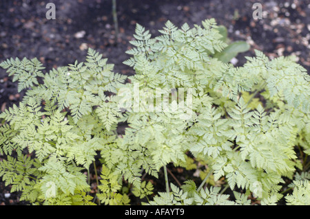 Die Arzneipflanze des Gifthemlock (Conium maculatum) mit zartem grünem Laub aus der Familie der in Europa wachsenden Umbelliferae. Stockfoto