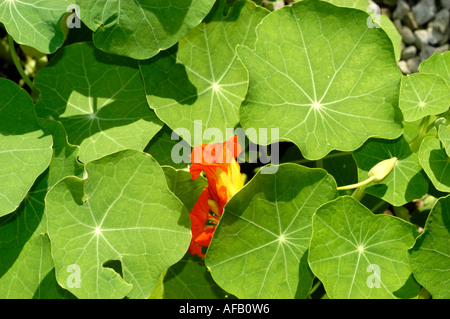 Kapuzinerkresse Tropaoleaceae Tropaeolum majus mit leuchtenden orangen Blüten und runden grünen Blättern. Aus Ecuador, Peru und Kolumbien. Stockfoto