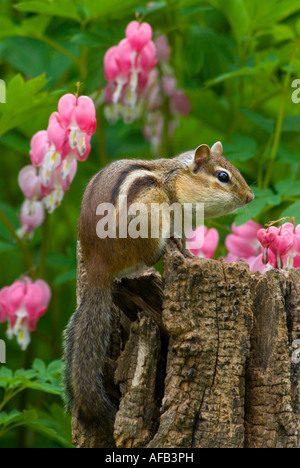 Eastern Chipmunk Tamias striatus Bleeding Heart Flowers E North America, von Skip Moody/Dembinsky Photo Assoc Stockfoto