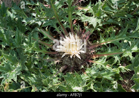 Weiße Blüte der stemlosen Karlindistel (Carlina acaulis), auch bekannt als Zwergkarlindistel, zeigt stachelgrüne Blätter in einer natürlichen Umgebung. Stockfoto