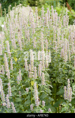 Weiße Blüten des Riesenhyssop (Agastache rugosa) in Blüte. Die Familie der Lamiaceae aus China und Japan zieht Bienen in einem Sommergarten an. Stockfoto