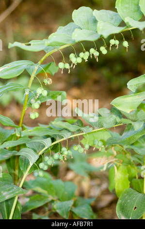Salomonen Robbenblume Polygonatum odoratum zeigt grüne Beeren, die an bogenförmigen Stämmen mit üppig grünen Blättern in einer Waldumgebung hängen. Stockfoto