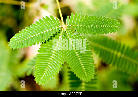 Sinnpflanze oder schlafen Rasen vor dem Berühren der Fabaceae Mimose Stockfoto