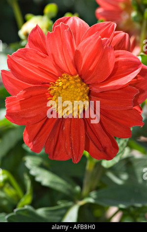 Nahaufnahme einer lebendigen Dahlia Red Topmix Blume mit knallroten Blüten und einem gelben Zentrum, blüht in einer Gartenumgebung. Stockfoto