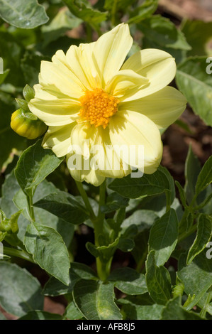 Nahaufnahme einer blassgelben Dahlia Yellow Topmix Blume in voller Blüte mit grünen Blättern und einer Knospe im Garten. Stockfoto