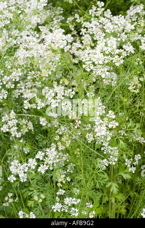 Weiße Blüten des Korianders (Apiaceae, Coriandrum sativum), die in einem Garten mit grünem Federblattwerk blühen. Frische Koriander-Pflanze in Blüte. Stockfoto