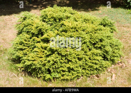 Kanadische Hemlock östlichen Tannenbäumen Tsuga Canadensis Nana Stockfoto