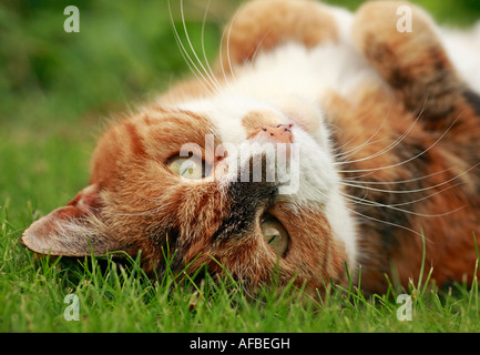 Haustier Katze, Blick in die Linse. Stockfoto