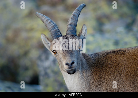 Spanische Steinbock Capra Pyrenaica Victoriae Blick in die Kamera beim Kauen grass Gredos Berge Avila Provinz Spanien Stockfoto