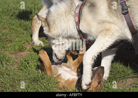 Siberian Husky und Bullterrier Welpen - spielen Stockfoto