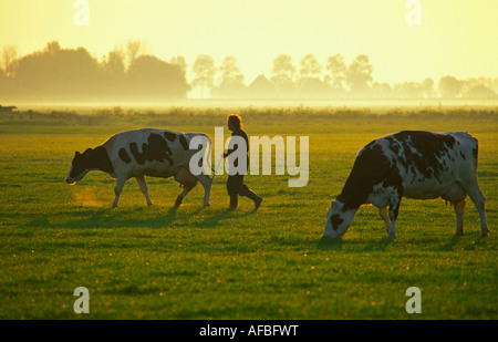 Niederlande Noordbeemster Silhouette der Landwirt zu Fuß mit Kühen auf der Weide Stockfoto