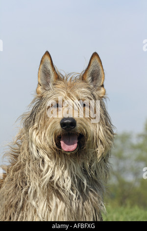 Berger Picard - Porträt Stockfoto