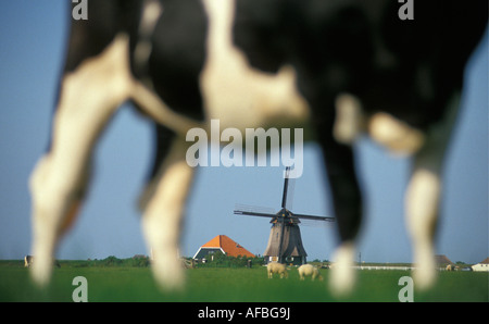 Niederlande Petten Kuh stehend auf Rasen mit Windmühle im Hintergrund Stockfoto