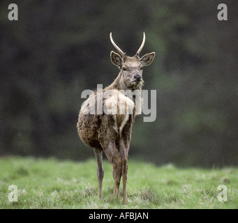 Fountains Abbey Deer Park, Studley Royal, North Yorkshire, England, UK, Stockfoto