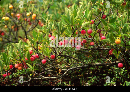 Massachusetts, New England, Cape Cod, Wellfleet Audubon Wildlife Sanctuary Goose Pond Trail Strand, Sand, Surfen, Pflaumen MA031, MA031 Stockfoto