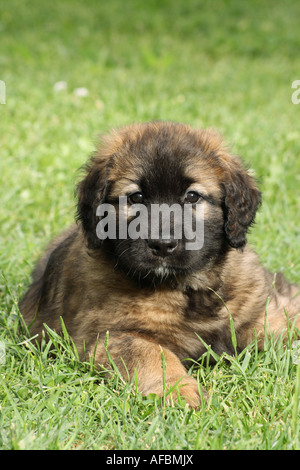 Leonberger - Welpen auf der Wiese liegend Stockfoto