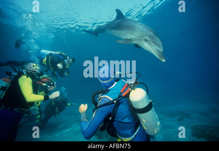 Bottlenose Dolphin Tursiops Truncatus Dolphin Reef Eilat Golf von Eilat Golf von Aqaba Israel Rotes Meer Ozean 4 Taucher in der Stockfoto