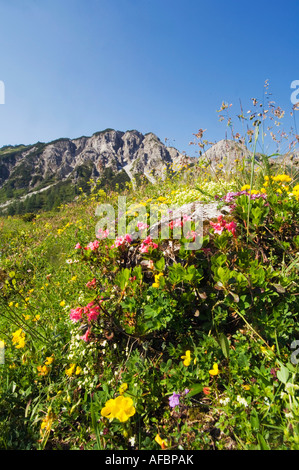Weide in Bergen Stockfoto