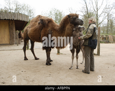 Der Zoo-Tierarzt des Zoos Allwetterzoo Dr. Sandra Silinski mit die baktrischen Kamele Stockfoto