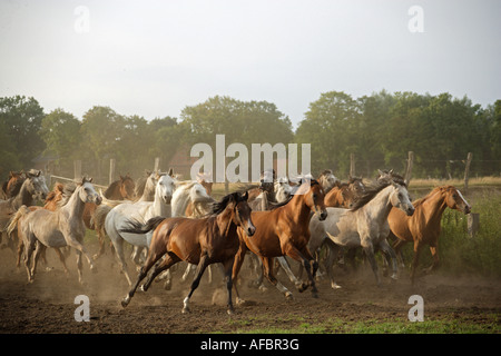 Arabisches Pferd. Herde von Jährlingen im Galopp Stockfoto