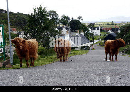 Highland Kühe in Plockton Scotland UK Stockfoto