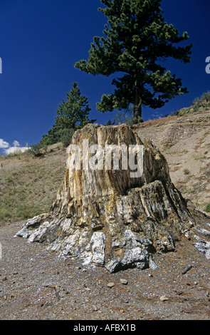 Fossilen Baumstumpf Florissant Fossil Beds National Monument Colorado USA Stockfoto
