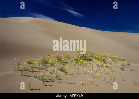 Prairie Sonnenblumen Great Sand Dunes national park Colorado USA Stockfoto