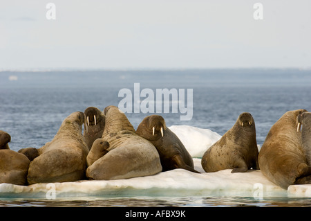 Gruppe von weiblichen Walross mit Babys auf Packeis.  Die Tiere nutzen Eis als Basis aus zu füttern, bis es Ende Juli schmilzt. Stockfoto