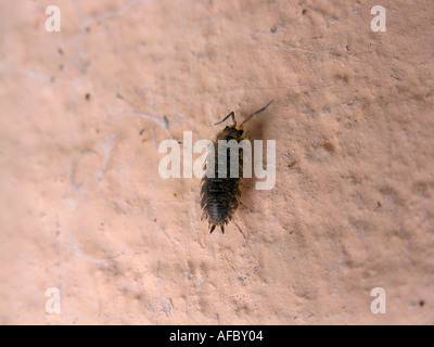 Oniscus Asellus Assel Stockfoto