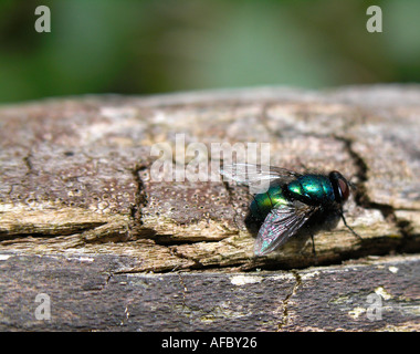 Kleine Fliege mit Metallkörper grüne und rote Augen Lucilia Guldflue sp Lucilia sp Stockfoto