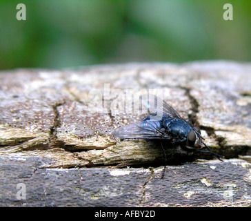 Gewöhnliche Vommitfly Hexamerinaufnahme Vomitoria Zusammenarbeit fliegen Schlag fliegen Stockfoto