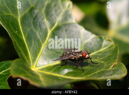 Fleisch-Fly Familie Sarcophagidae Sarcophaga sp Stockfoto