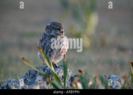 Steinkauz Athene Noctua Spanien Stockfoto