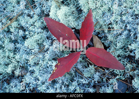 Rentier Flechten Cladonia rangiferina Stockfoto
