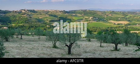 Panorama der Olivenhain bei Sonnenuntergang in den Hügeln des Val di Pesa Chianti Toskana Italien Stockfoto