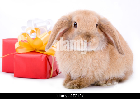 Lop Hase, bevor zwei rote Geschenkbox mit silbernen und goldenen Sternen auf weißem Hintergrund isoliert Stockfoto
