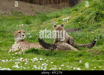 Gepard mit Jungtieren Stockfoto