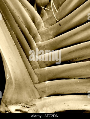 Palmwedel Baum Stockfoto