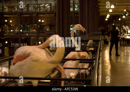 Grande Galeris de Toleranzgrenzen, 36 Rue Geoffroy St. Hilaire, 5. Arrondissement, Paris, Frankreich 2007 Stockfoto