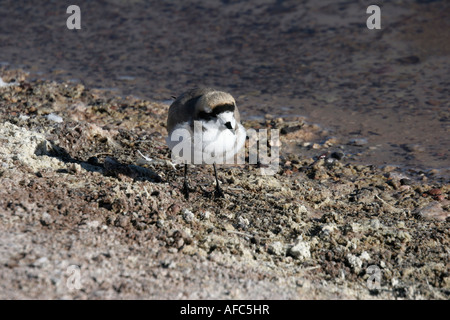 Anden Regenpfeifer im Salar de Atacama Stockfoto