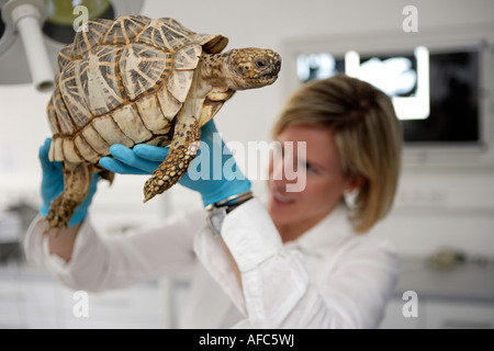 Der Zoo-Tierarzt des Zoos Allwetterzoo Dr. Sandra Silinski während ihrer Arbeit mit einer indischen Sterne Schildkröte Stockfoto