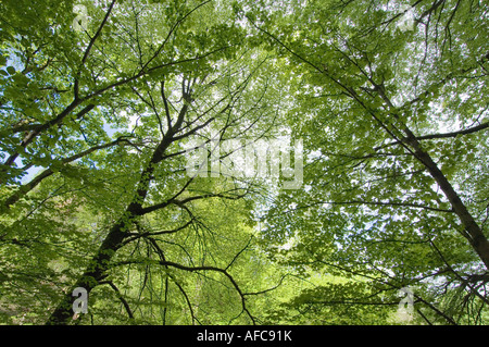 Nach oben in den Baumkronen des Laub-und Mischwälder mit den Bäumen im Frühjahr in der Nähe von Killin Perthshire Schottland Stockfoto