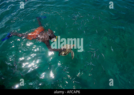 Schnorcheln mit Meeresschildkröten, Kreuzfahrt Tiama Katamaran Folkstone Marine Reserve, Barbados Stockfoto