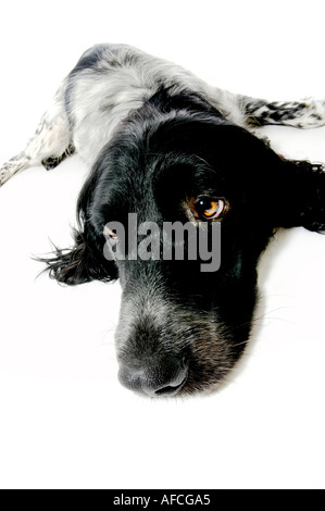 Nahaufnahme eines Weitwinkelkopfes eines Riesenmünsterlander-Hundes auf weißem Hintergrund. Stockfoto