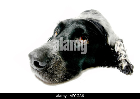 Nahaufnahme eines Weitwinkelkopfes eines Riesenmünsterlander-Hundes auf weißem Hintergrund. Stockfoto