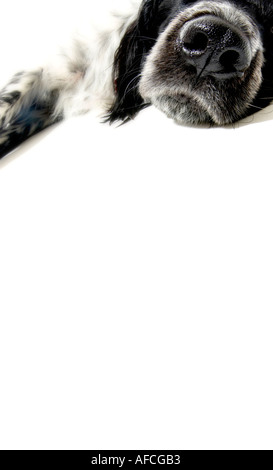 Riesiger Munsterlander-Hundekopf und -Pfote auf weißem Hintergrund, der negativen Platz für Kopien bietet. Stockfoto